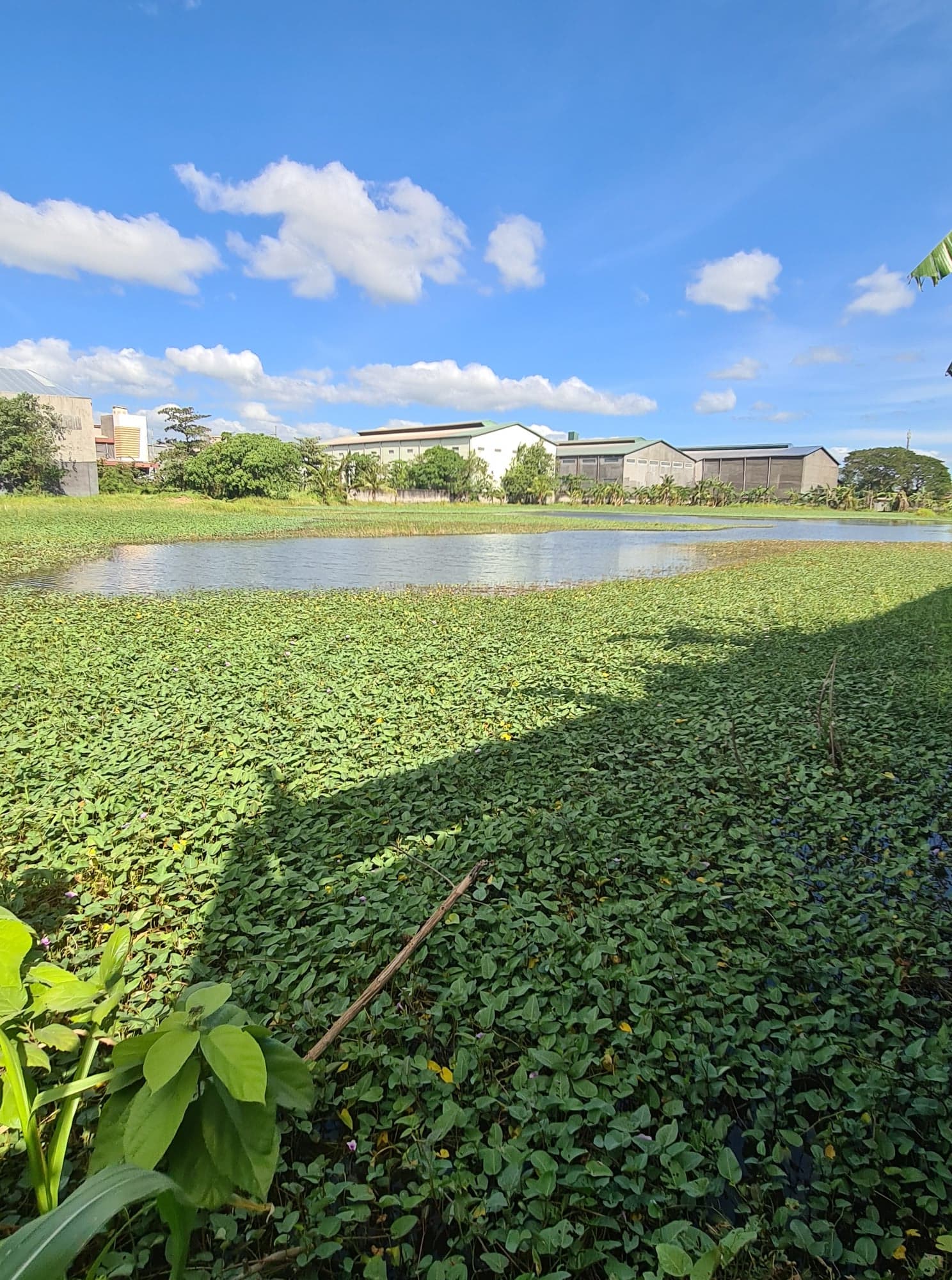 Bocaue, Bulacan Agricultural Lot for Sale (5,931 sq m)